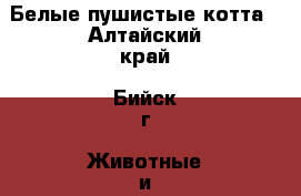 Белые пушистые котта - Алтайский край, Бийск г. Животные и растения » Кошки   . Алтайский край,Бийск г.